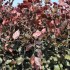 Fagus sylvatica 'Atropurpurea' 80-100 cm vanaf november leverbaar